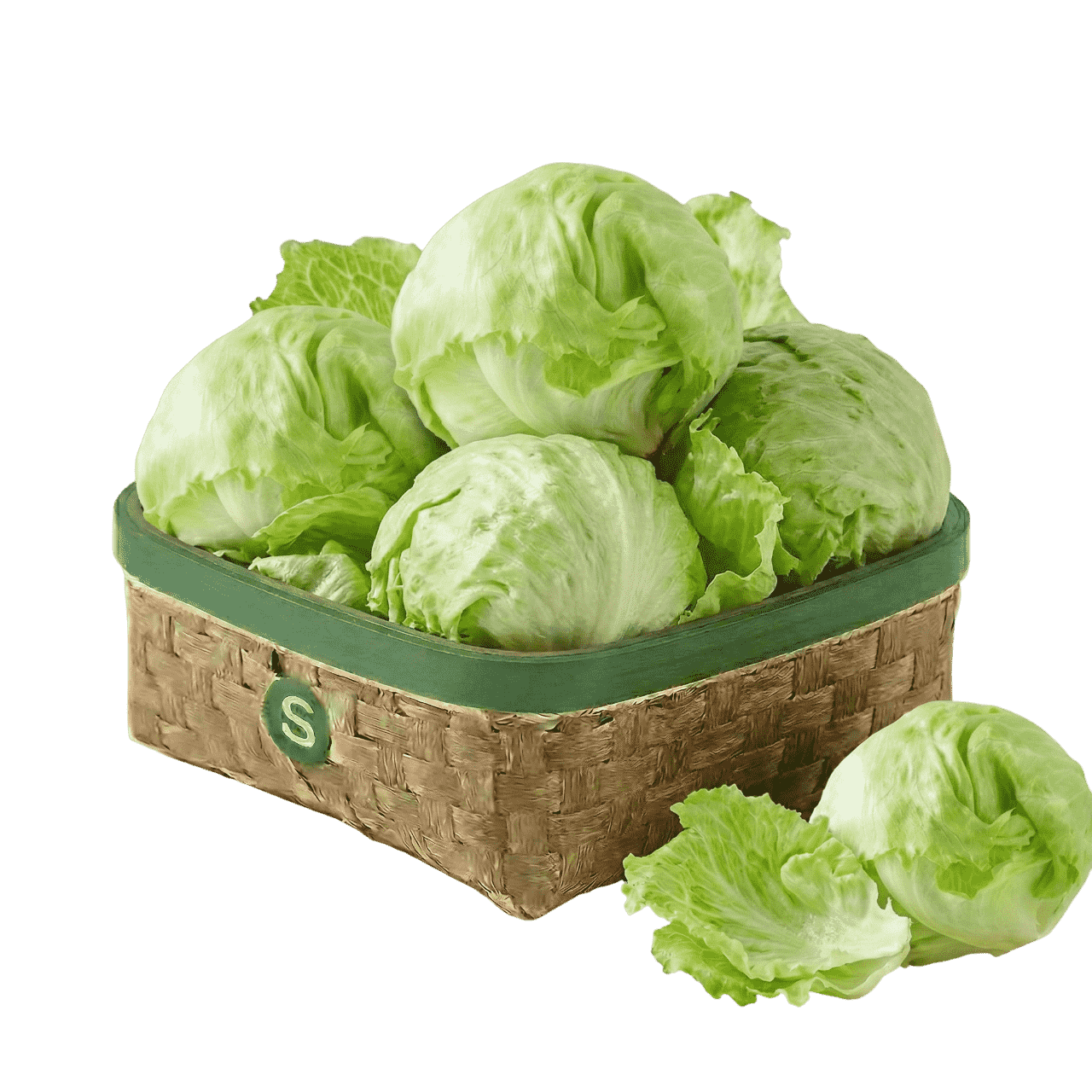 GÖBEK ICEBERG ADET