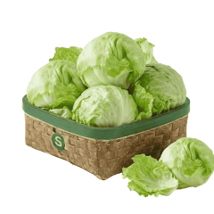 GÖBEK ICEBERG ADET