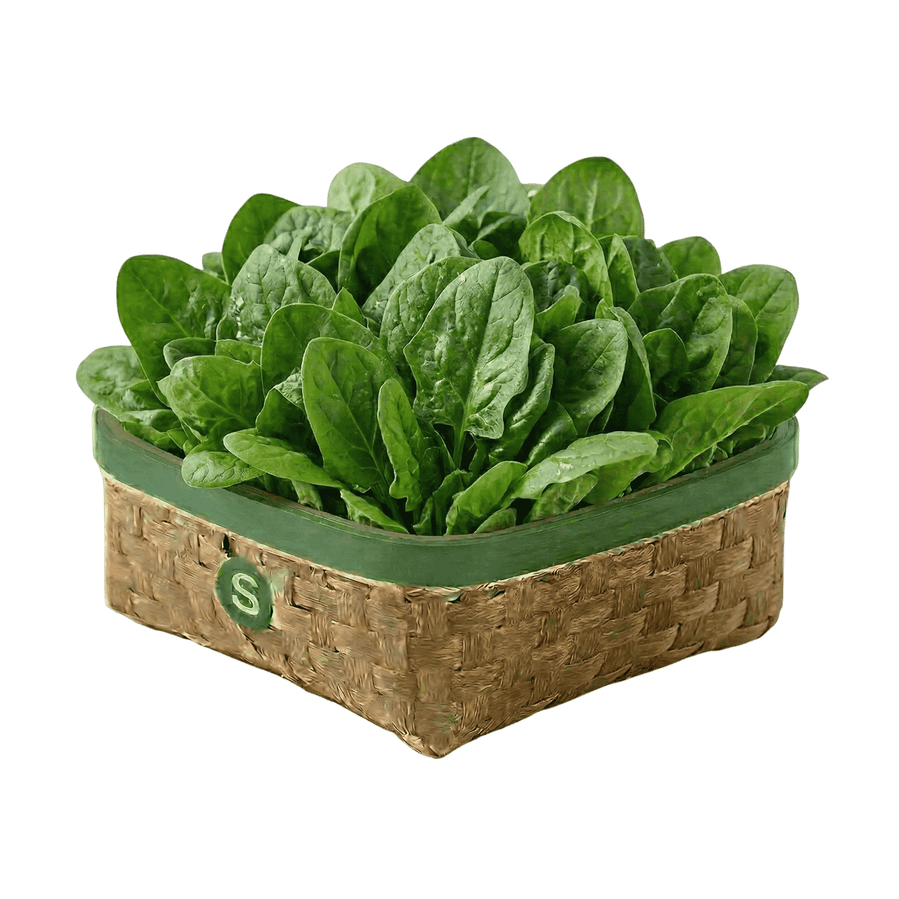 ISPANAK KG