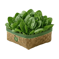 ISPANAK KG