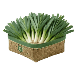 PIRASA KG